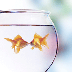 goldfish bowl