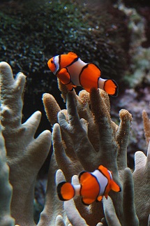 clown fish