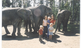 We fed elephants by hand at Knysna