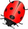 Ladybug Math Activity