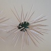 sea urchin craft