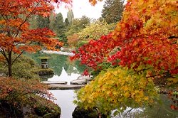 Autumn trees