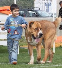 Full grown central asian ovtcharka dog. View image online at http://www.shirleys-preschool-activities.com/dogs-and-children.html