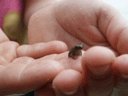 Baby frog in my kid's hand