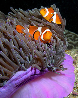 clown fish